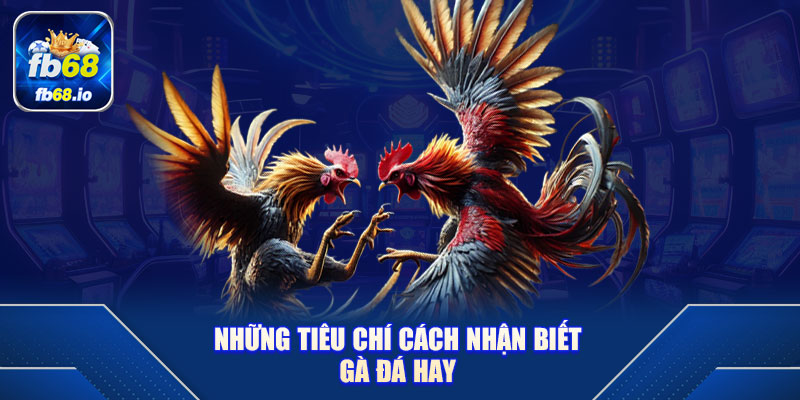 Những Tiêu Chí Cách Nhận Biết Gà Đá Hay